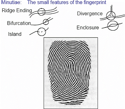 biometric fingerprint minutae